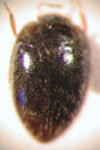  Phalacrichus sp. 1