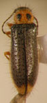  Hylodanacaea binotata
