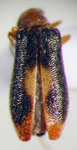  Hylodanacaea haemorrhoidalis
