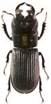 Ceruchus striatus