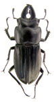 Charagmophorus lineatus lineatus