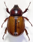 Golofa inermis