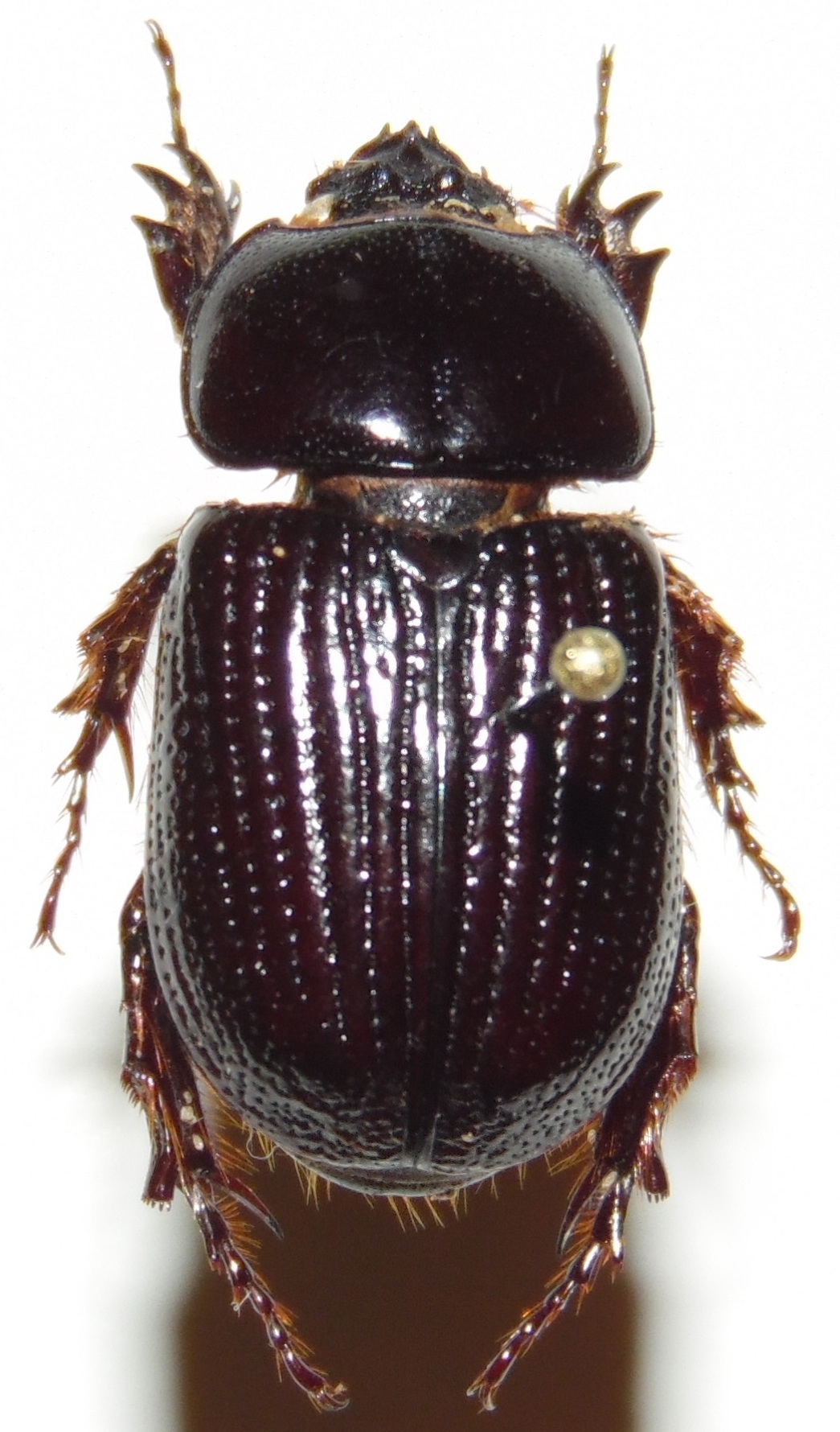  Archophileurus chaconus