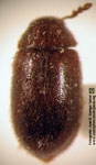  Notopisenus chilensis
