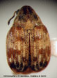  BRUCHINAE (BRUCHIDAE Auct)