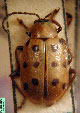  GALERUCINAE