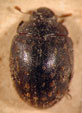 NOSODENDRIDAE Erichson, 1846 