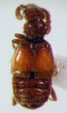 STAPHYLINIDAE
