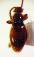 STAPHYLINIDAE