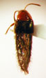 STAPHYLINIDAE
