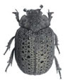 TROGIDAE MacLeay, 1819 
