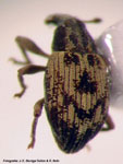  BRACHYCERIDAE