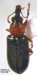  NEMONYCHIDAE