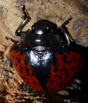  Doryphora sp P2